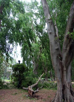 A fallen branch in the Brisbane Botanic Gardens