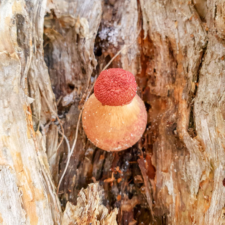 Funguses at Brown Lake, Stradbroke Island