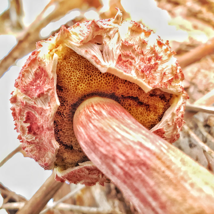 Funguses at Brown Lake, Stradbroke Island