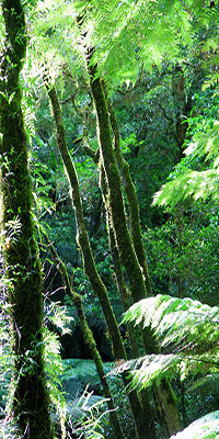 Rainforest, Lamington National Park