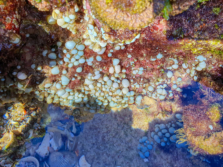 “Land Snorkelling” on Stradbroke Island