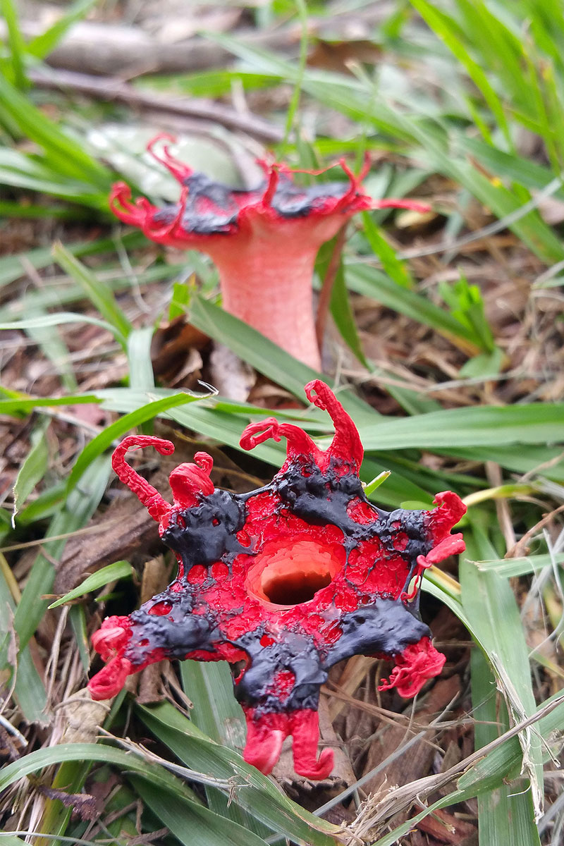 Anemone Stinkhorn