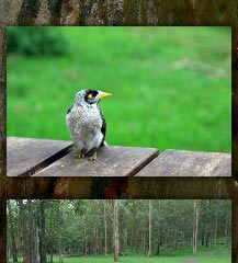 I attend interviews & get some work, Maz’s car battery goes flat, & Bronwen & I go to the Daisy Hill Koala Centre.