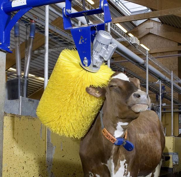 A cow getting a back scratch