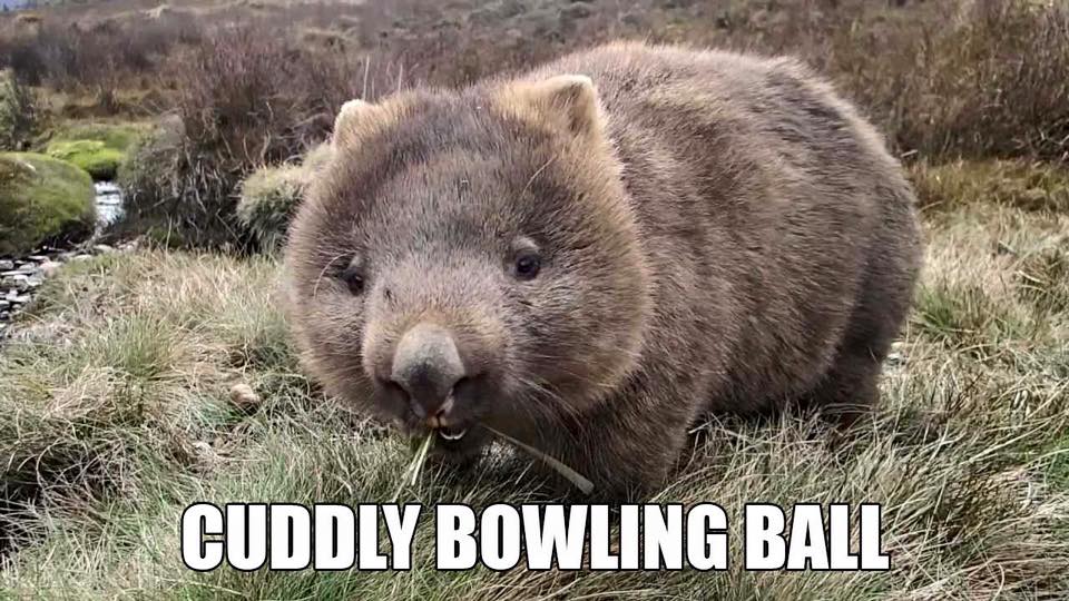 Cuddly Bowling Ball: Accurate Animal Names: Australian Edition