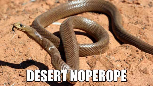 Desert noperope: Accurate Animal Names: Australian Edition