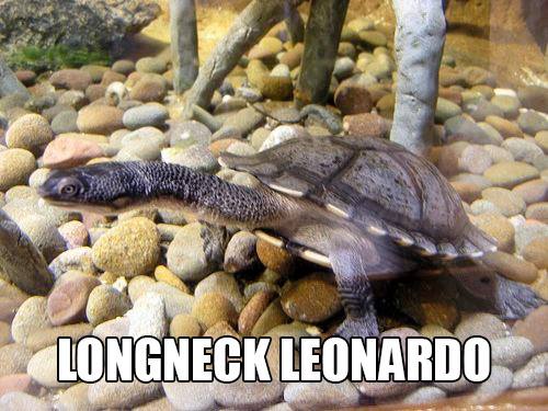 Longneck Leonardo: Accurate Animal Names: Australian Edition