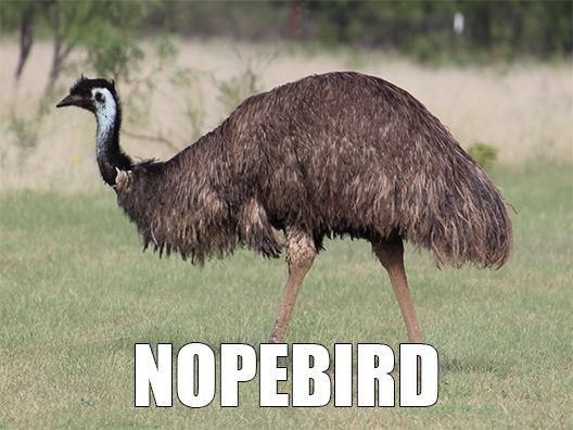 Nopebird: Accurate Animal Names: Australian Edition