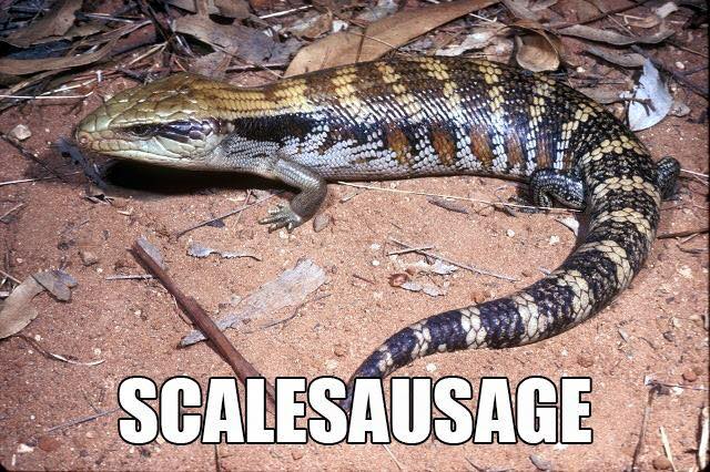 Scalesausage: Accurate Animal Names: Australian Edition