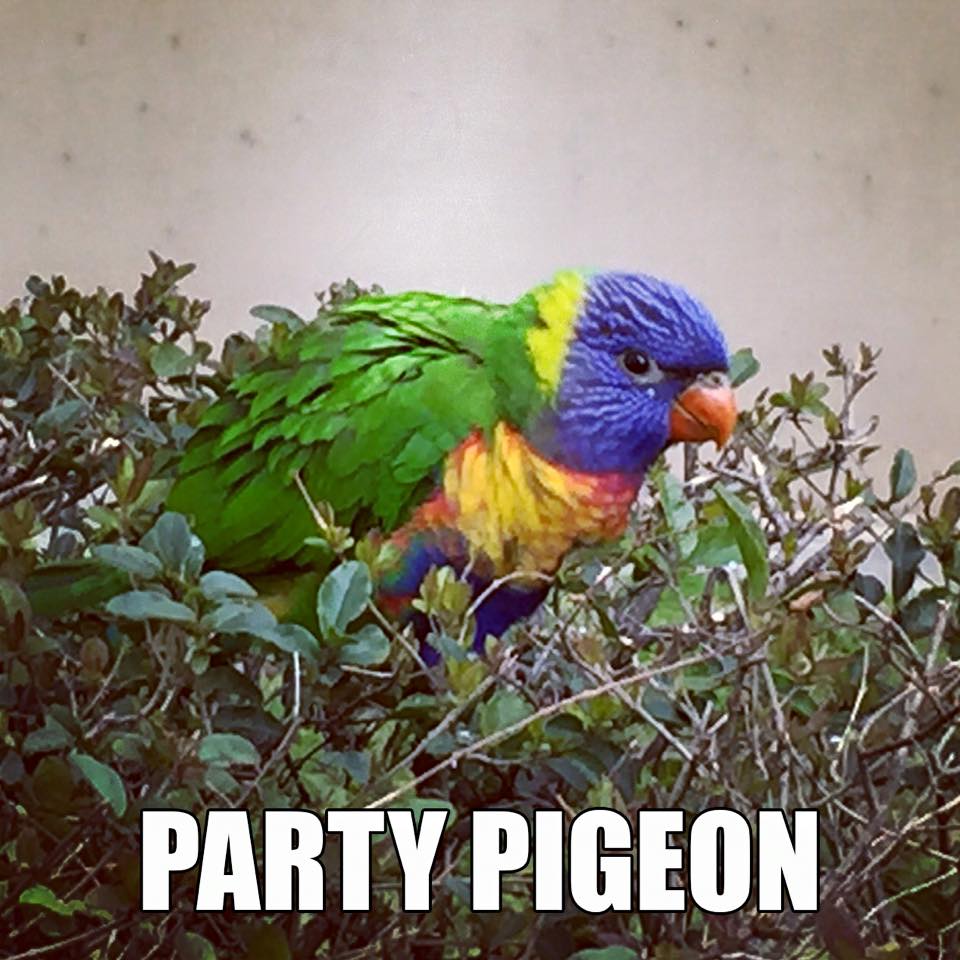 Party pigeon: Accurate Animal Names: Australian Edition