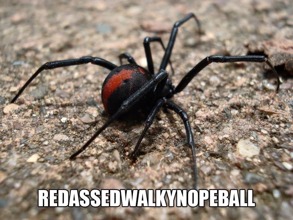 Redassedwalkynopeball: Accurate Animal Names: Australian Edition