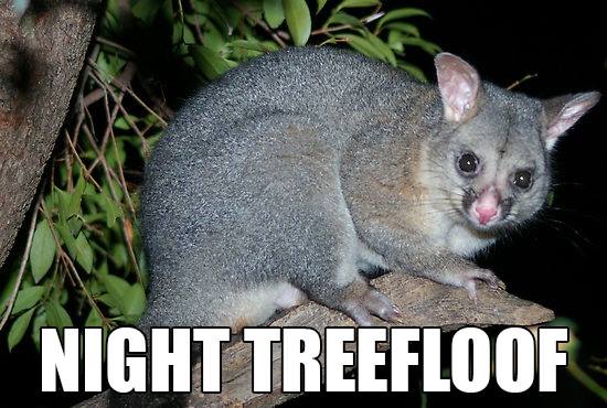 Night Treefloof: Accurate Animal Names: Australian Edition