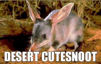 Desert cutesnoot: Accurate Animal Names: Australian Edition