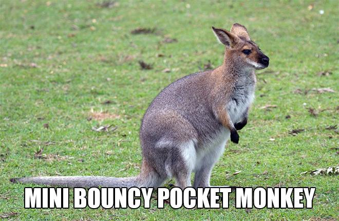 Mini Bouncy Pocket Monkey: Accurate Animal Names: Australian Edition