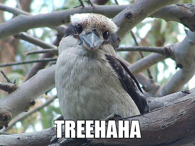 Treehaha: Accurate Animal Names: Australian Edition
