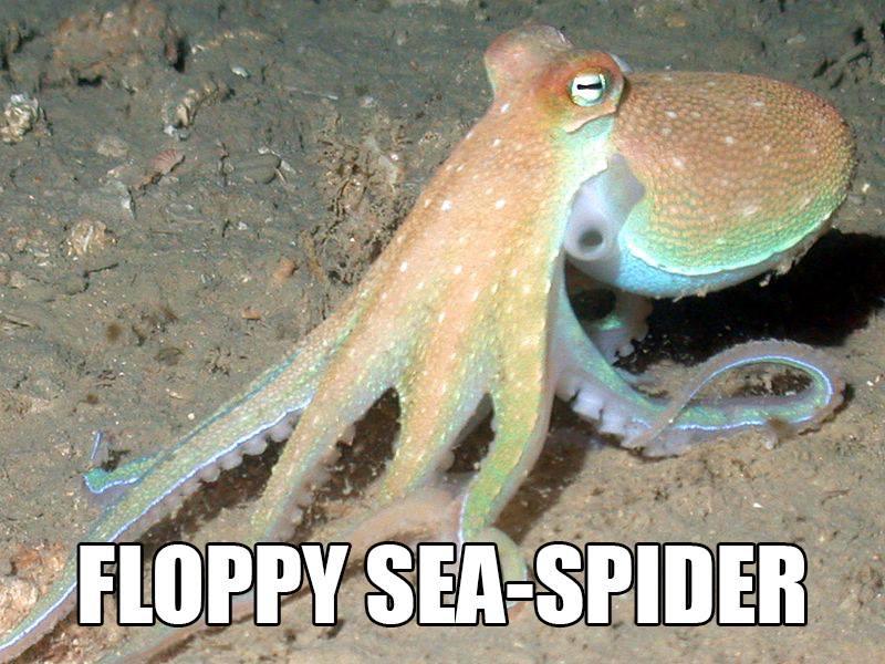 Floppy sea-spider: Accurate Animal Names: Australian Edition