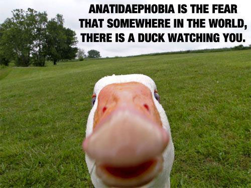 Anatidaephobia is the fear that somewhere in the world, there is a duck watching you.