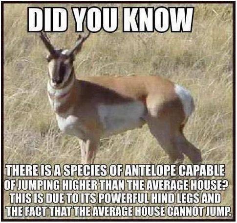 Did you know there is a species of antelope capable of jumping higher than the average house? This is due to its powerful hind legs and the fact that the average house cannot jump.