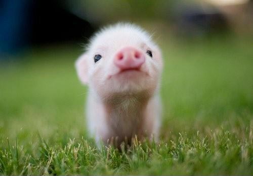 Bacon seed (a baby pig)
