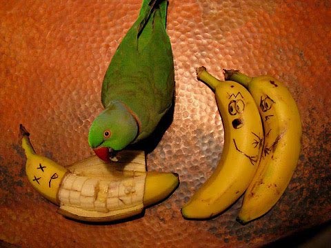 A parrot eating bananas