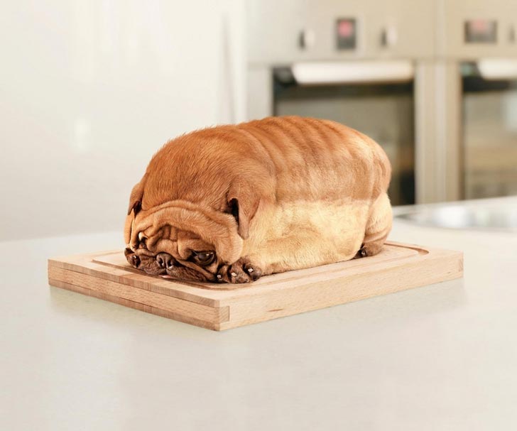 Bread Dog