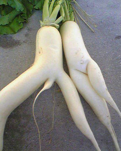 Carrot Love