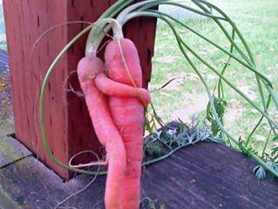 Carrot Love