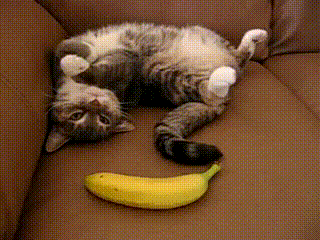 Cat and banana