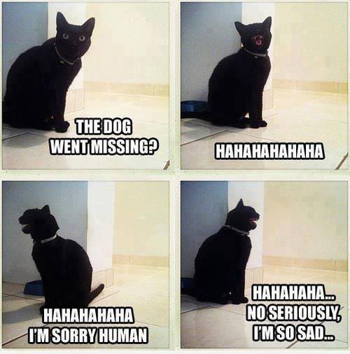Cat: The dog went missing? Hahaha! Hahaha! I’m sorry human. Hahaha… no seriously, I’m so sad…