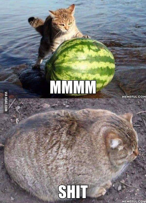 Cat eats watermelon
