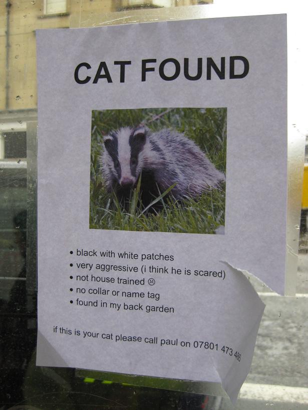 Cat Found. Very aggressive.