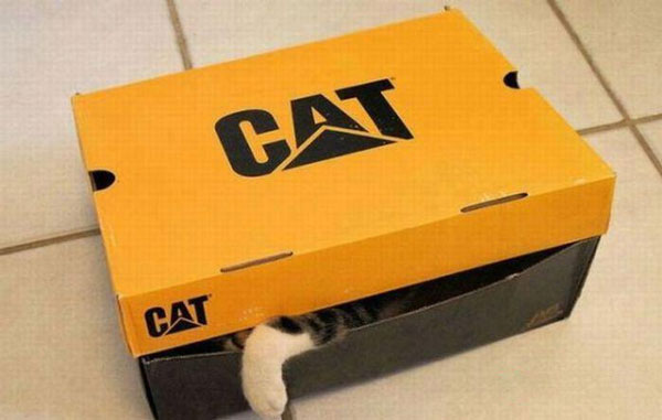 Cat in a Cat Box