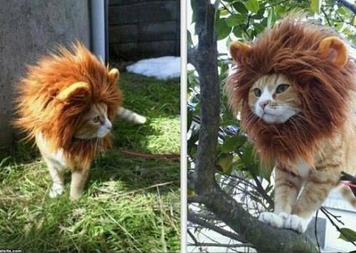 A cat with a lion’s mane hat