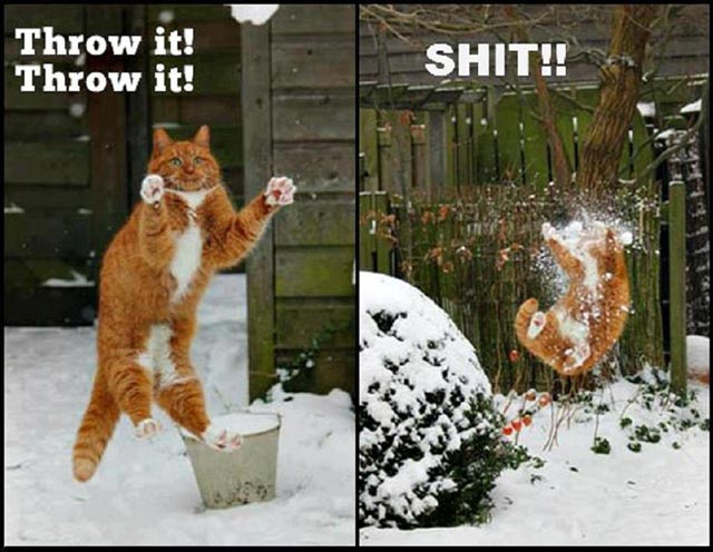 The Cat & the Snowball