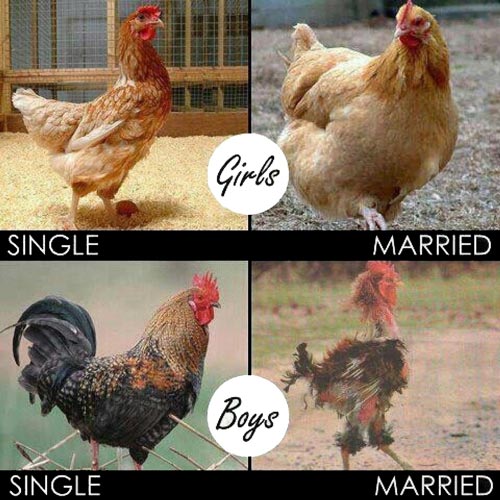 Marriage: Before & After (Chicken Style)
