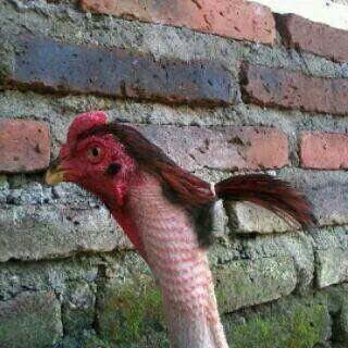 A heavy metal guitarist chicken