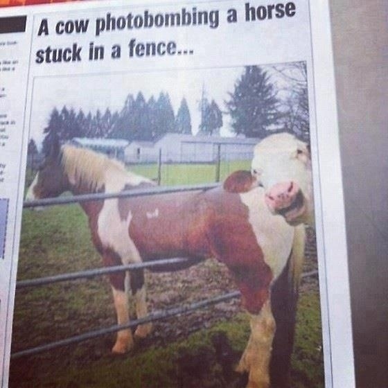 Newspaper articles about cows photobombing horses stuck in a fence.