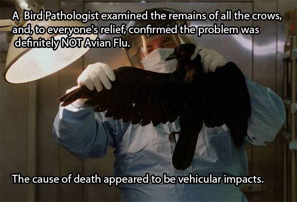 A Bird Pathologist examined the remains of all the crows, and, to everyone’s releif, confirmed the problem was definitely not Avian Flu. The cause of death appeared to be vehicular impacts.