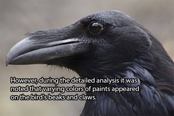 However, during the detailed analysis it was noted that varying colours of paints appeared on the bird’s beaks and claws.