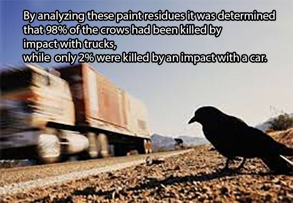 By analyzing these paint residues it was determined that 98% of the crows had been killed by impact with trucks, while only 2% were killed by an impact with a car.