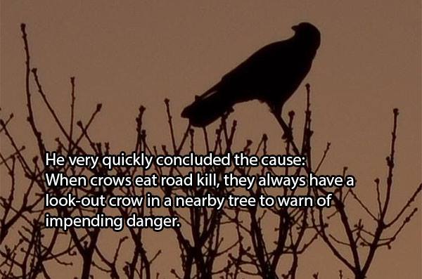 He very quickly concluded the cause: When crows eat road kill, they always have a look-out crow in a nearby tree to warn of impending danger.