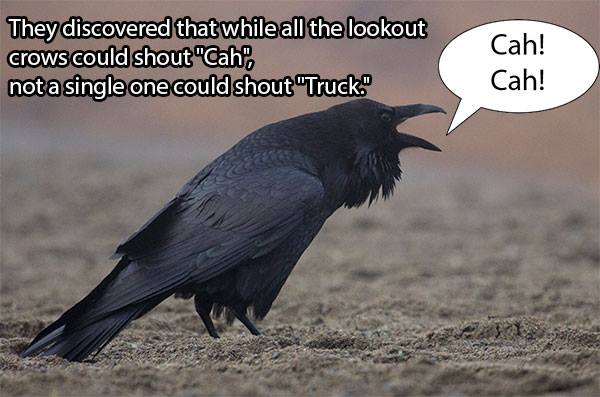 They discovered that while all the loookout crows could shout “Cah”, not a single one could shout “Truck”.