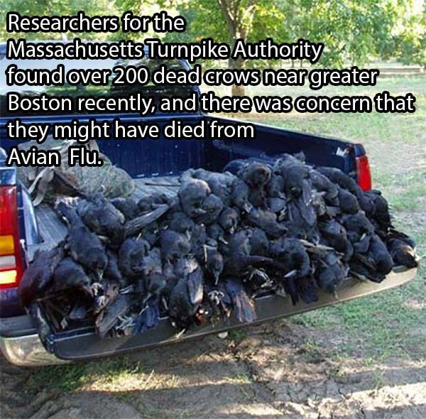 Researchers for the Massachusetts Turnpike Authority found over 200 dead crows near greater Boston recently, and there was concern that they might have died from Avian Flu.