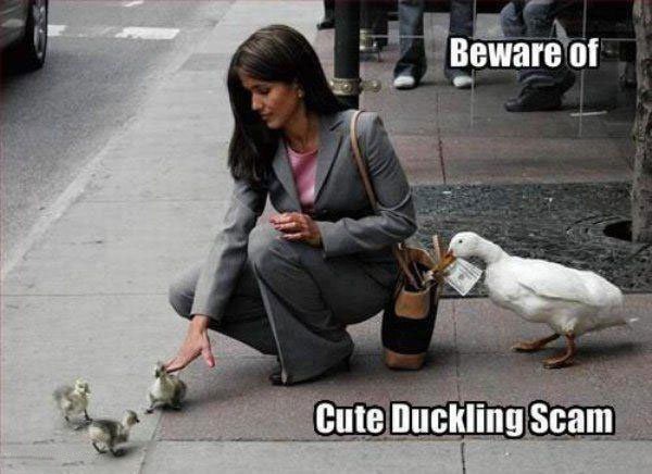 Beware of Cute Duckling Scam