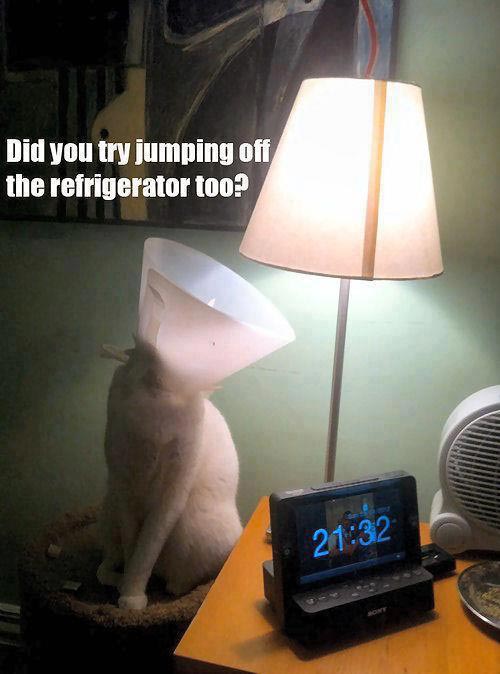 Did you try jumping off the refrigerator too?