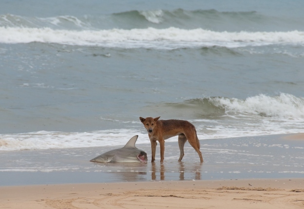 Wild dingoes killing and eating sharks on the beaches.