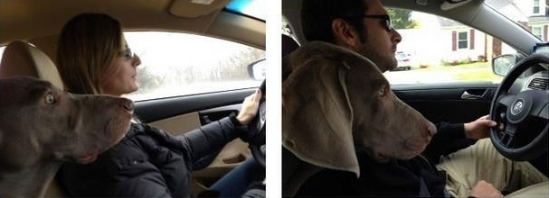 Wife driving with stressed dog, husband driving with relaxed dog.