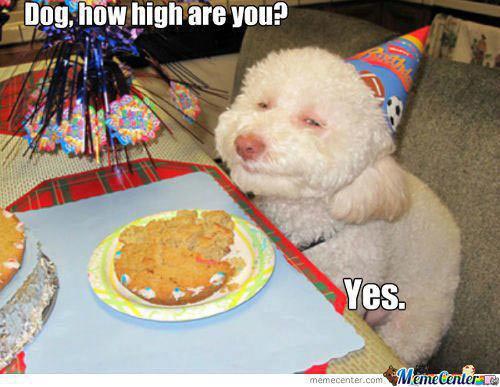Dog, how high are you? Yes.