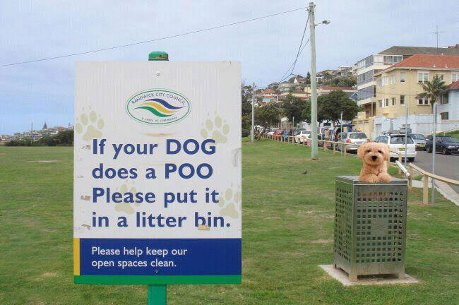 [Dog in a garbage bin beside a sign] If your dog does a poo please put it in a litter bin.