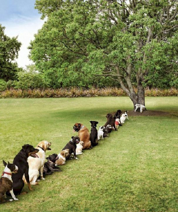 A queue of dogs waiting to pee on a tree